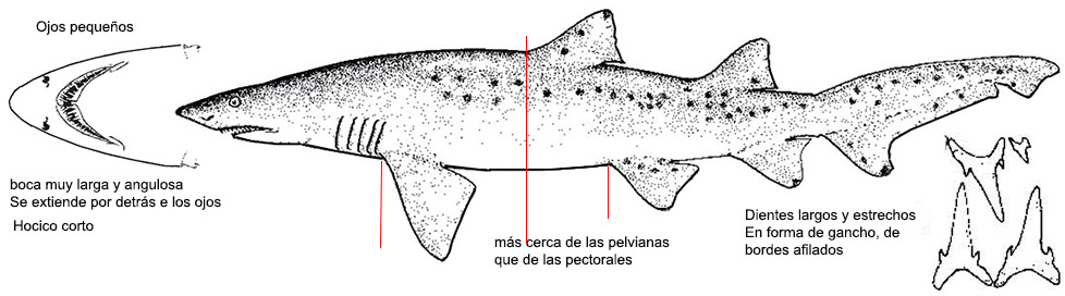 Carcharias taurus _02.jpg